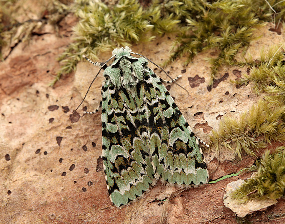 73.224 BF2247 Merveille du Jour Griposia aprilina