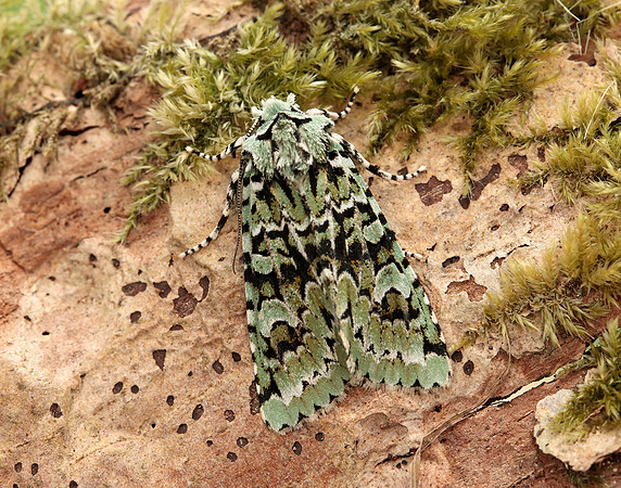 73.224 BF2247 Merveille du Jour Griposia aprilina