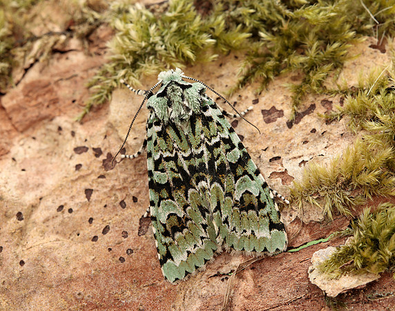 73.224 BF2247 Merveille du Jour Griposia aprilina