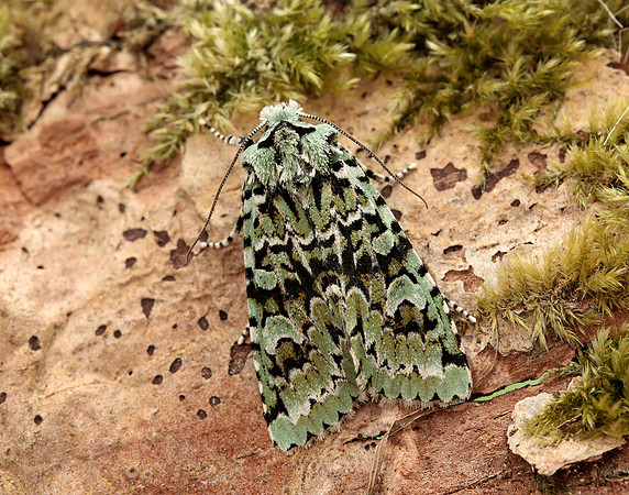73.224 BF2247 Merveille du Jour Griposia aprilina