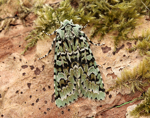 73.224 BF2247 Merveille du Jour Griposia aprilina