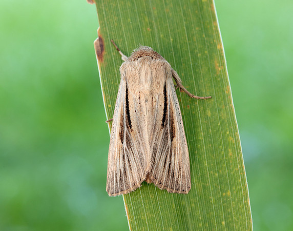 73.224 BF2247 Merveille du Jour Griposia aprilina