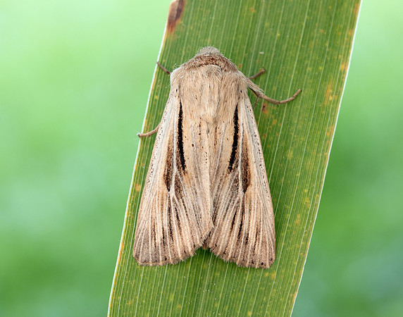 73.224 BF2247 Merveille du Jour Griposia aprilina