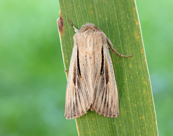 73.224 BF2247 Merveille du Jour Griposia aprilina