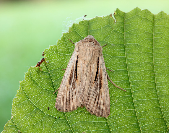 73.224 BF2247 Merveille du Jour Griposia aprilina