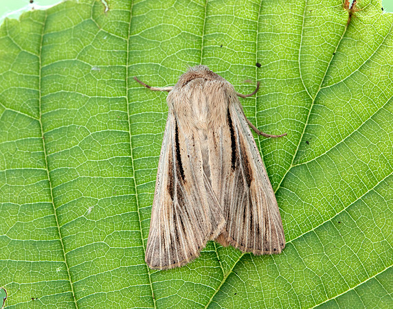 73.224 BF2247 Merveille du Jour Griposia aprilina