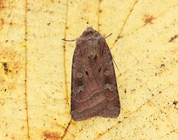 73.361 BF2128 Double Square-spot Xestia triangulum