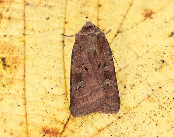 73.361 BF2128 Double Square-spot Xestia triangulum