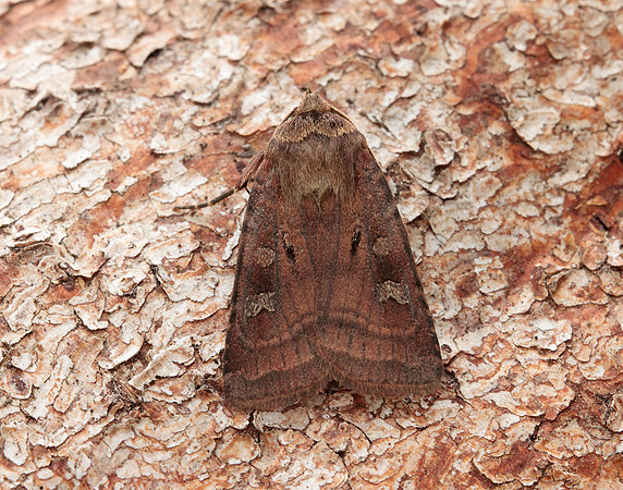 73.361 BF2128 Double Square-spot Xestia triangulum