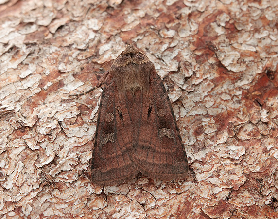 73.361 BF2128 Double Square-spot Xestia triangulum