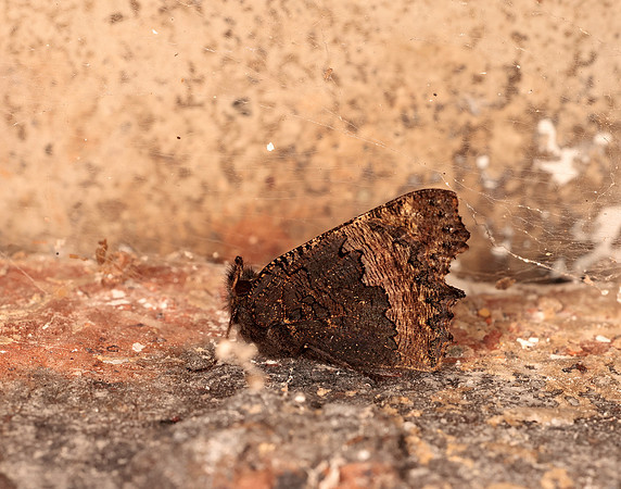 Small Tortoiseshell Aglais urticae