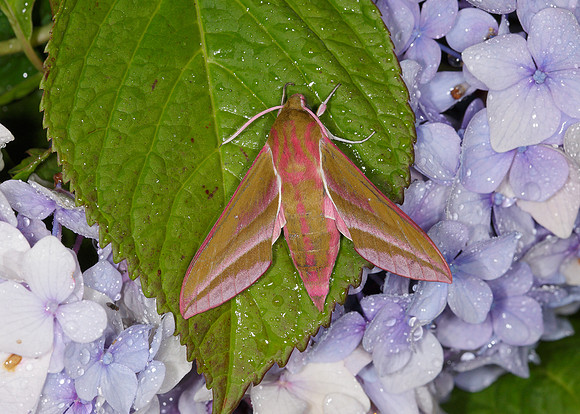 69.016 BF1991 Elephant Hawk-moth Deilephila elpenor