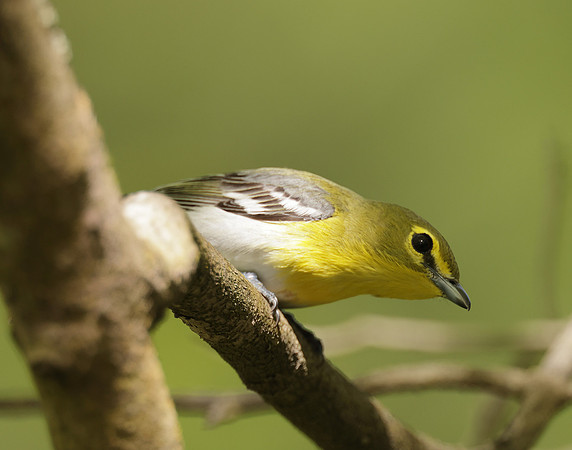 Yellow-throated Vireo Vireo flavifrons