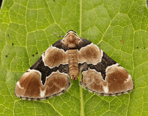 70.140 BF1810 Marsh Carpet Gagitodes sagittata