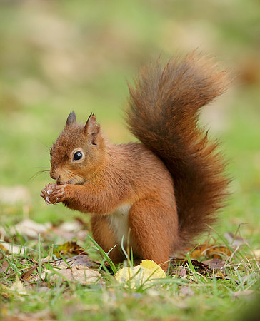 Red Squirrel Sciurus vulgaris