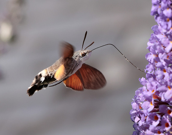 69.010 BF1984 Hummingbird Hawk-moth Macroglossum stellatarum