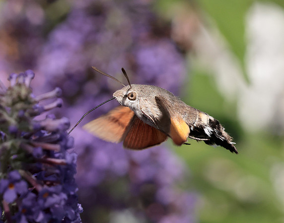 69.010 BF1984 Hummingbird Hawk-moth Macroglossum stellatarum