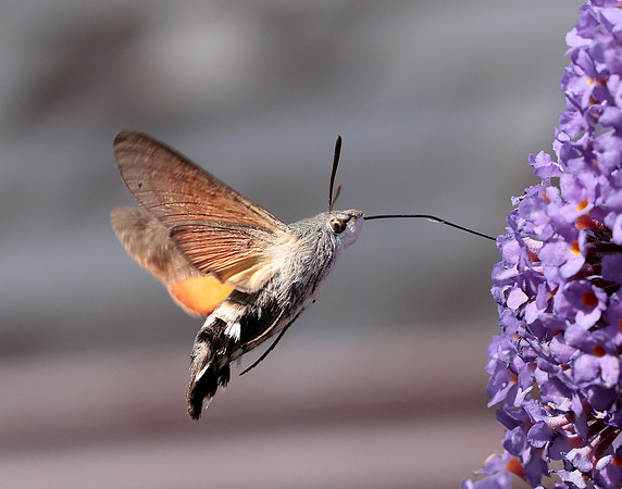 69.010 BF1984 Hummingbird Hawk-moth Macroglossum stellatarum