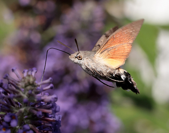 69.010 BF1984 Hummingbird Hawk-moth Macroglossum stellatarum
