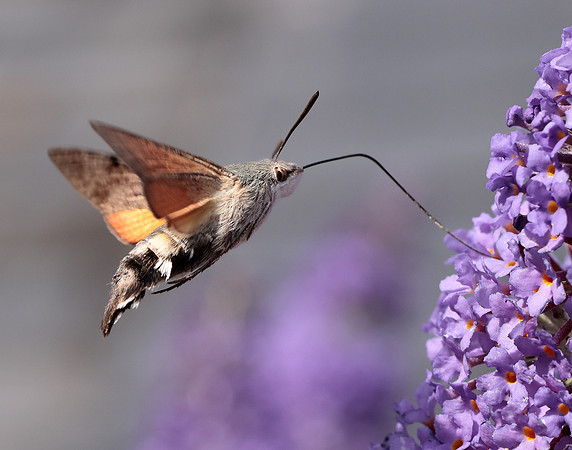 69.010 BF1984 Hummingbird Hawk-moth Macroglossum stellatarum