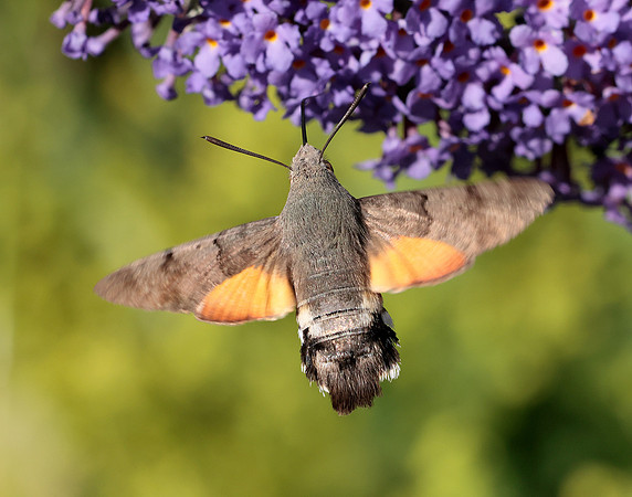 69.010 BF1984 Hummingbird Hawk-moth Macroglossum stellatarum