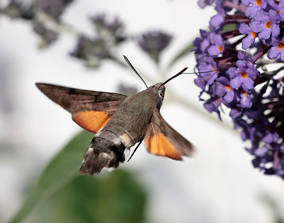 69.010 BF1984 Hummingbird Hawk-moth Macroglossum stellatarum