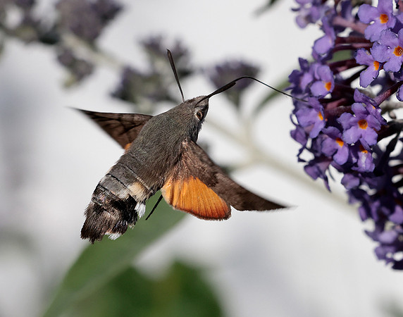 69.010 BF1984 Hummingbird Hawk-moth Macroglossum stellatarum
