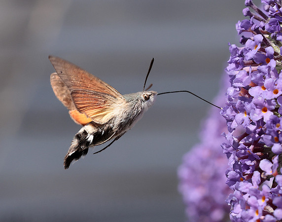 69.010 BF1984 Hummingbird Hawk-moth Macroglossum stellatarum