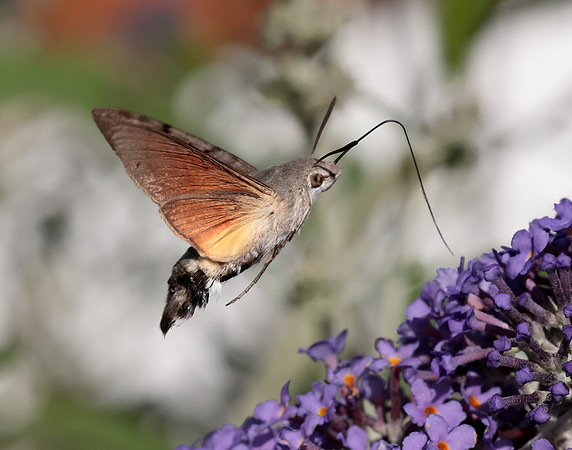 69.010 BF1984 Hummingbird Hawk-moth Macroglossum stellatarum