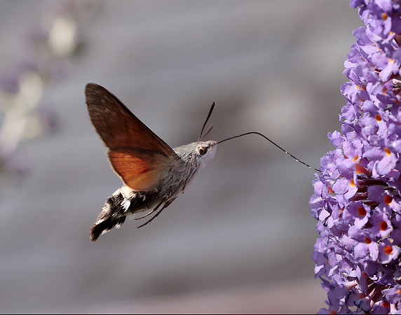 69.010 BF1984 Hummingbird Hawk-moth Macroglossum stellatarum