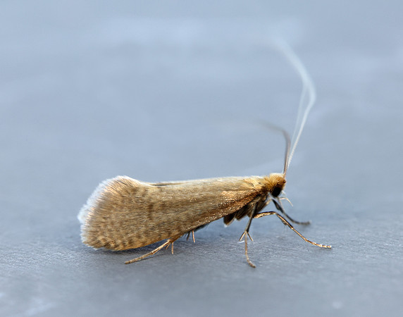 7.012 BF141 Nematopogon schwarziellus