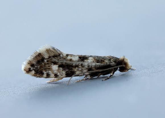 12.016 BF216 Cork Moth Nemapogon cloacella