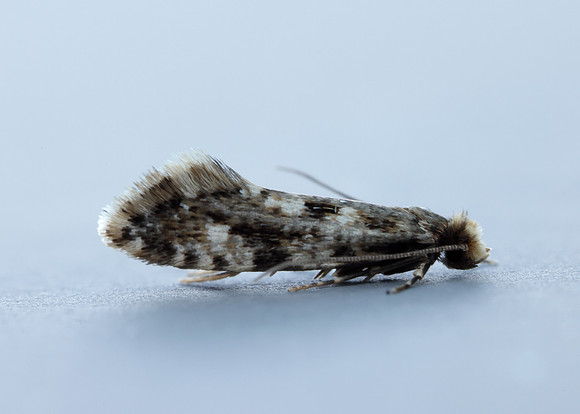 12.016 BF216 Cork Moth Nemapogon cloacella