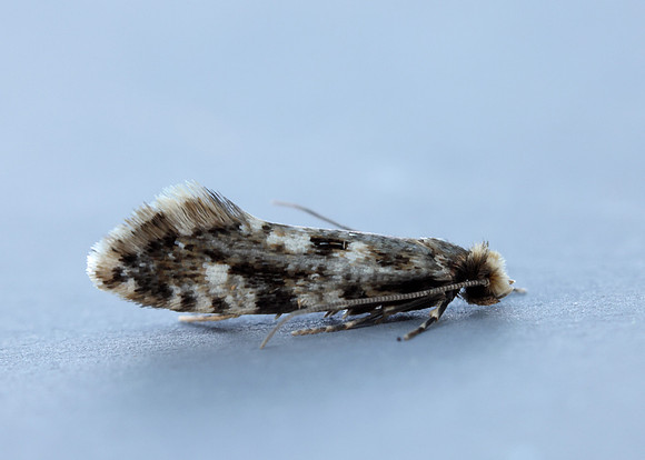 12.016 BF216 Cork Moth Nemapogon cloacella