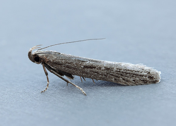 35.017 BF797 Neofaculta ericetella