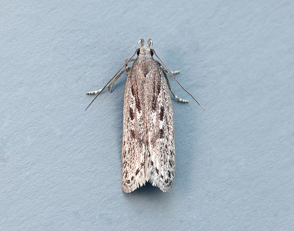 35.017 BF797 Neofaculta ericetella