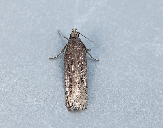 35.017 BF797 Neofaculta ericetella