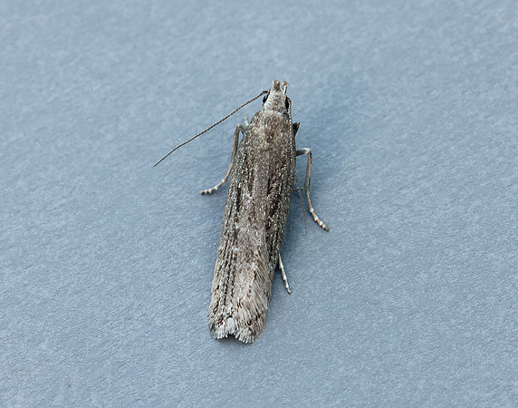 35.017 BF797 Neofaculta ericetella