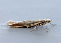 37.055 BF541 Coleophora pyrrhulipennella