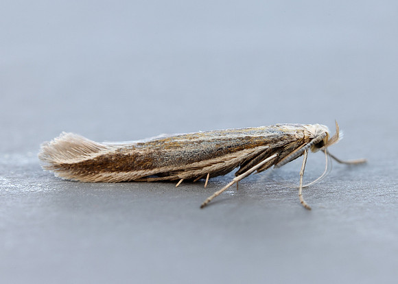 37.055 BF541 Coleophora pyrrhulipennella