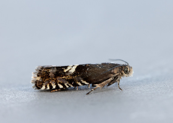 49.349 BF1242 Grapholita internana