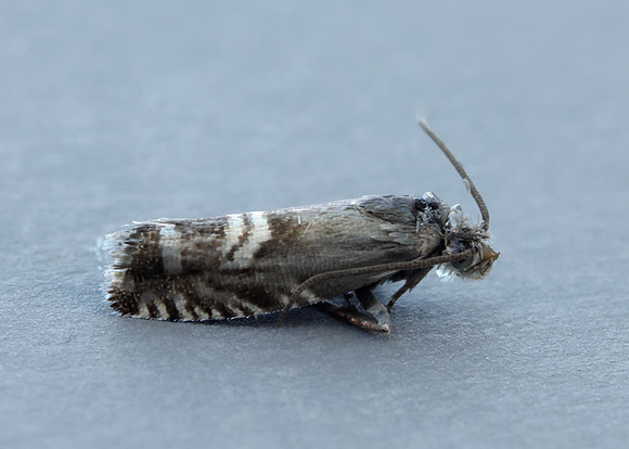 49.349 BF1242 Grapholita internana