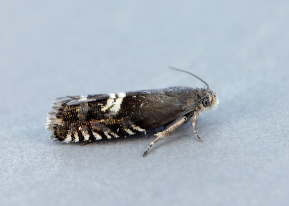 49.349 BF1242 Grapholita internana