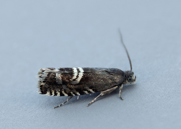 49.349 BF1242 Grapholita internana