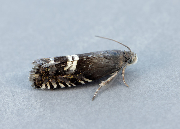 49.349 BF1242 Grapholita internana
