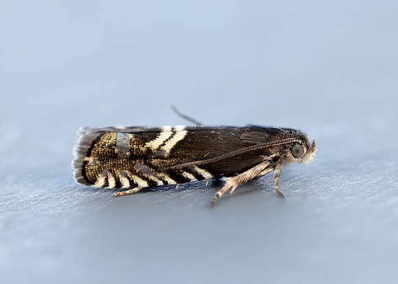 49.349 BF1242 Grapholita internana
