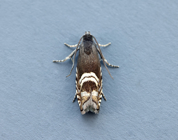 49.349 BF1242 Grapholita internana