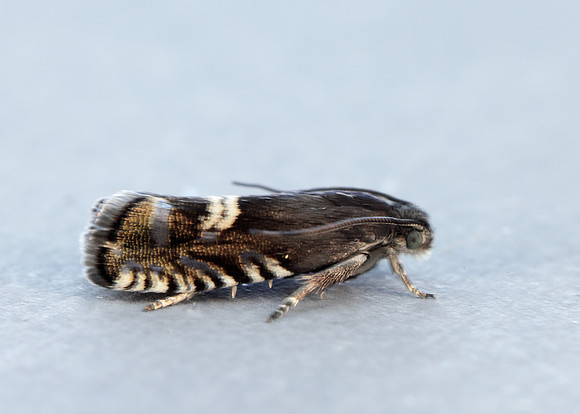 49.349 BF1242 Grapholita internana