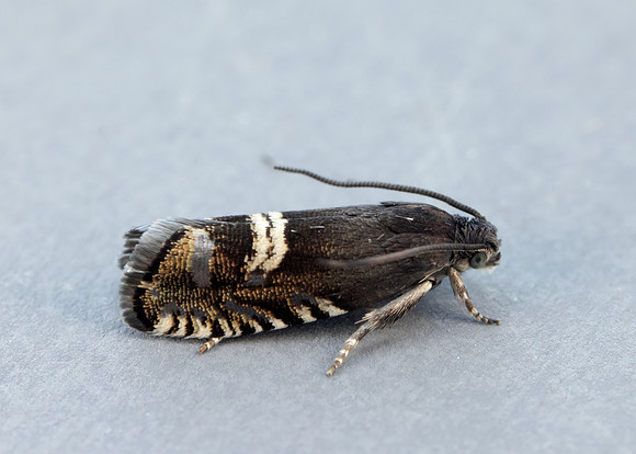 49.349 BF1242 Grapholita internana