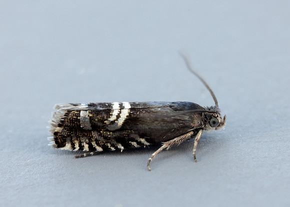 49.349 BF1242 Grapholita internana